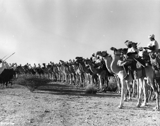 A line of camels from The Four Feathers